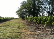 Terrain Saint Vivien De Medoc